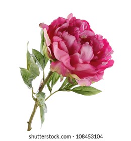 Pink Peony Isolated On White