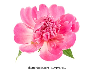 Pink Peony Isolated On White Background Stock Photo 1091967812 ...