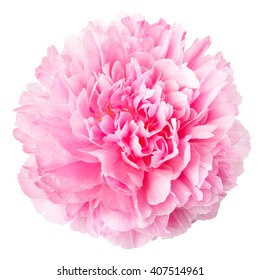 Pink Peony Isolated On White Background