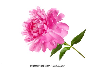 Pink Peony Isolated On White Background.