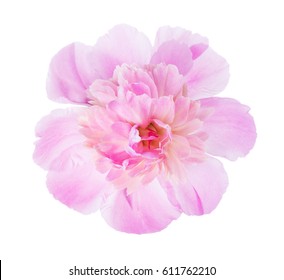 Pink peony  isolated on white background. - Shutterstock ID 611762210