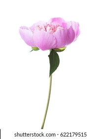 Pink Peony Isolated On White Background