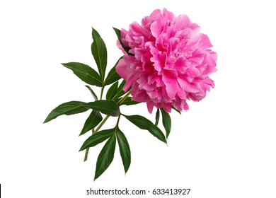 Pink Peony Isolated On White Background.