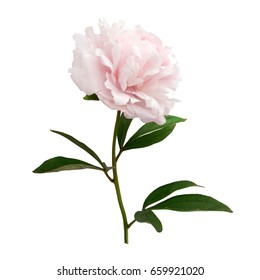 Pink Peony Isolated On White Background