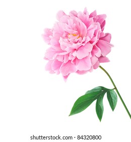 Pink Peony Isolated On White Background