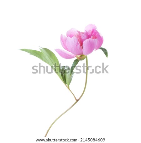 Pink Peony  isolated on white background.