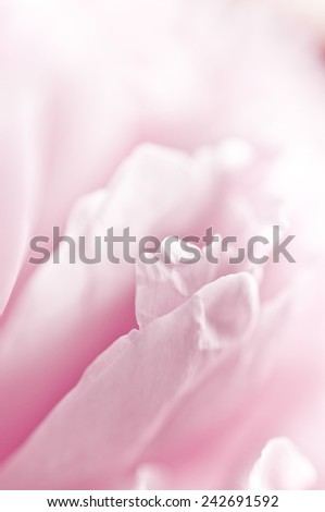 Similar – Pink Natur Frühling Blume