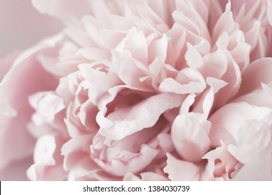 Pink peony macro. Gentle abstract floral pastel background