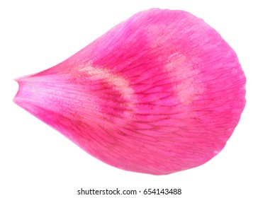 Pink Peony Petal Close-up Isolated On White Background