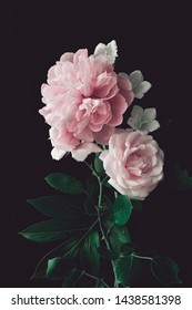 pink peony and pink rose on a dark background. vertical composition, studio shot