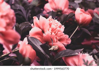 Pink Peony In The Summer Garden.  Pastel Floral Wallpaper, Background From Flower Petals.  