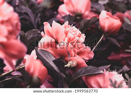 Pink Peony in the Summer Garden.  Pastel Floral Wallpaper, Background from Flower Petals.  