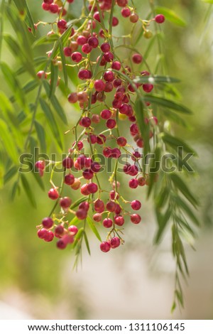 A pink pepper tree with peppercorns called Schinus molle also known as Peruvian pepper tree.