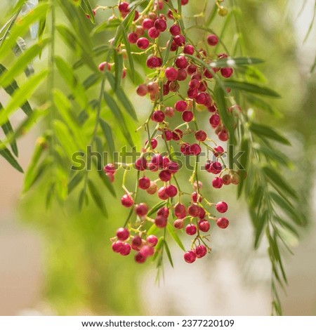 A pink pepper tree with peppercorns called Schinus molle, also known as Peruvian pepper tree.