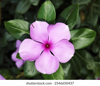 Pink Periwinkle Flower with Dark Green Leaves and Ant, Full HD 4K Image Download