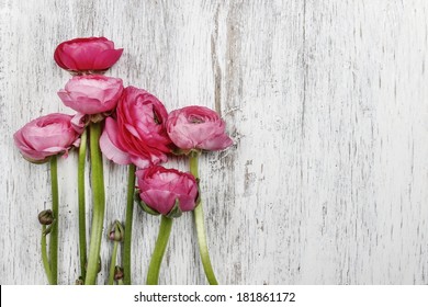 4,922 Pink persian buttercup flower Images, Stock Photos & Vectors