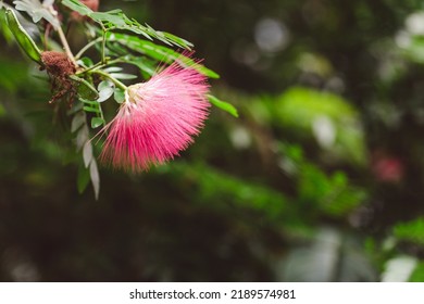 Pink Persian Silk Tree Blossom