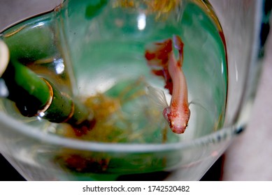 Pink Pet Beta Fish In Glass Bowl