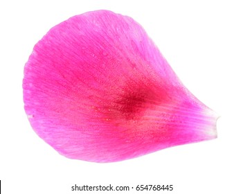 Pink Petal Of Peony Close-up Isolated On White Background