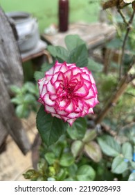 Pink petals of imp rose flower - Shutterstock ID 2219028493