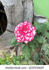 Pink petals of imp rose flower - Shutterstock ID 2219533629