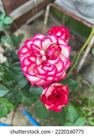 Pink petals of imp rose flower - Shutterstock ID 2220160775