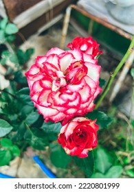 Pink petals of imp rose flower - Shutterstock ID 2220801999