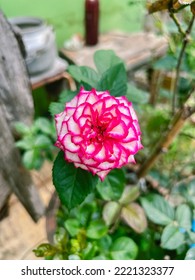 Pink petals of imp rose flower - Shutterstock ID 2221323377