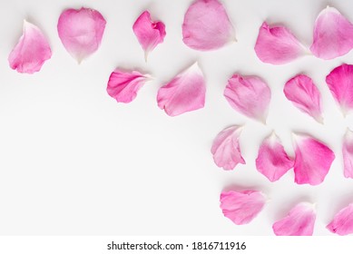 pink petals on white background, rose petals
