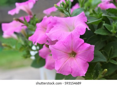 Pink Petunia