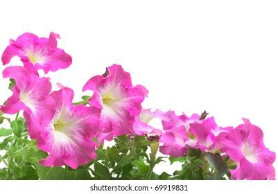 Pink Petunia Border Isolated On White