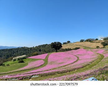 Pink Petunia Field In The Autumn In Mother Farm