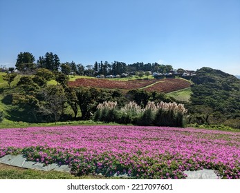 Pink Petunia Field In The Autumn In Mother Farm