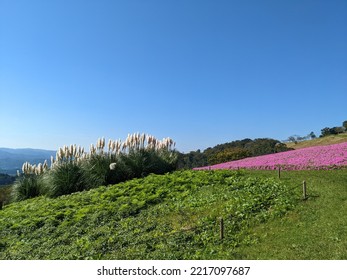 Pink Petunia Field In The Autumn In Mother Farm