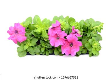 pink Petunia flower tray box on white isolated background. top view