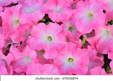 Pink Petunia Flowers.