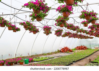 Pink Petunia Flowers Plant In Hanging Flower Pots. Horticulture Industry Concept 