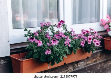 Pink Petunia In Orange Flower Pot On White Windowsill With White Curtains Outside House, Green Flowers, Gardening