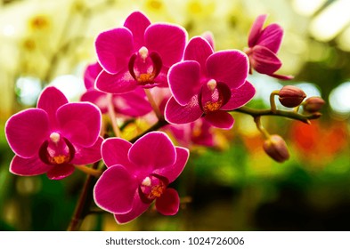 pink Phalaenopsis or Moth dendrobium Orchid flower in winter or spring day tropical garden Floral background.Selective focus.agriculture idea concept design with copy space add text.