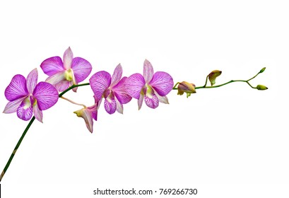 pink Phalaenopsis or Moth dendrobium Orchid flower in winter or spring day tropical garden isolated on white background.Selective focus.agriculture idea concept design with copy space add text.