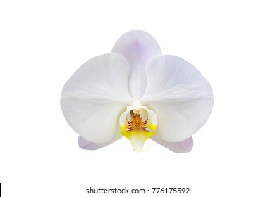 Big White Dendrobium Orchid High Res Stock Images Shutterstock