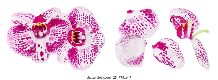 pink phalaenopsis orchid flower isolated on white background