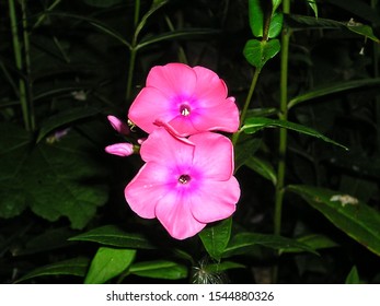 Pink Phlox Flowers In The Night Garden