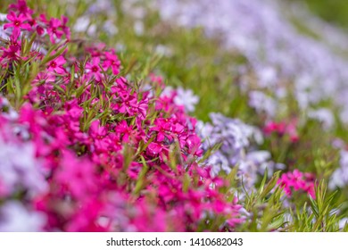 Pink Phlox subulata, Phlox (D) 'Crackerjack, Phlox (S) 'Benita flower blooming selective focus and blur background of another beautiful flowers under the sunny day in spring time at Arendal, Norway. - Shutterstock ID 1410682043