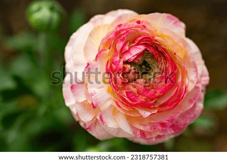 Pink Picotee Ranunculus creates a wide variety of pink colourations in uniquely different flowers.  These provide constant surprises and variations.