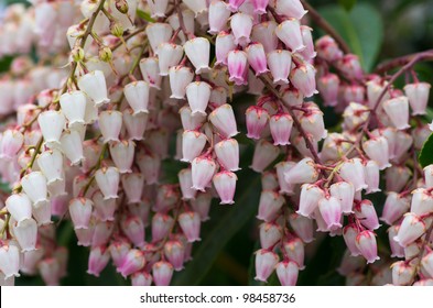 Pieris Japonica Images Stock Photos Vectors Shutterstock