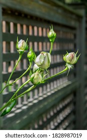 Pink Pierre De Rosard, Eden, Heirloom Rose Buds, USA