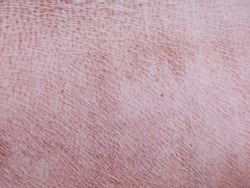 Pink Pig Skin, Close-up