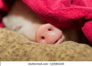 pink-pig-sleeping-under-blanket-260nw-1235841325.jpg