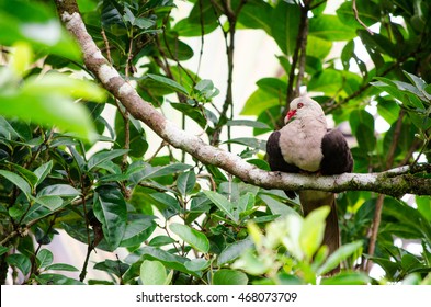 Pink Pigeon